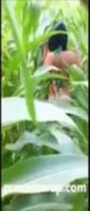 Video Pasangan Ngentot dikebun Jagung
