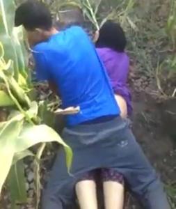 Video Tercyduk Mesum di Kebun Jagung